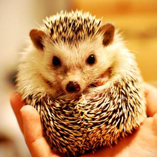 Cute Hedgehog wallpaper