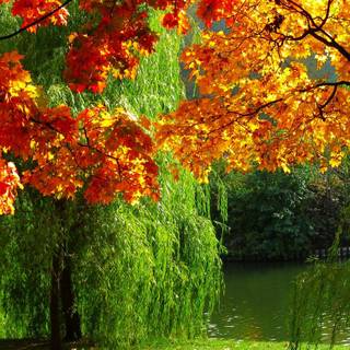 Calm autumn wallpaper