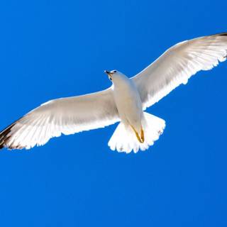 White bird wallpaper