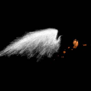 White bird wallpaper