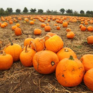 Autumn Halloween wallpaper