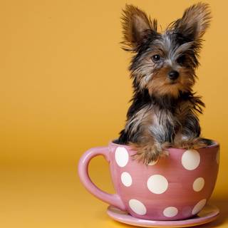 Puppy in a tea cup wallpaper