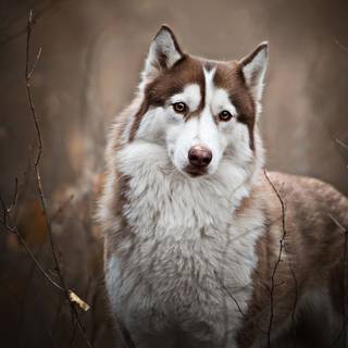 Syberian Husky computer wallpaper