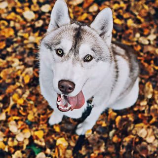 Autumn Husky wallpaper