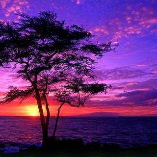 Purple cool sunrise wallpaper