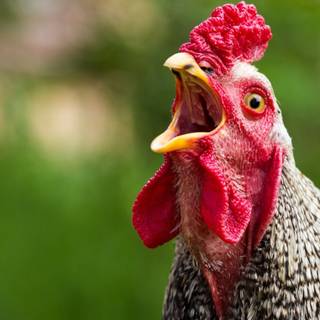 Chickens Halloween wallpaper