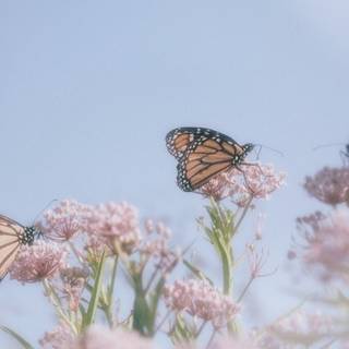 Butterfly aesthetic computer wallpaper