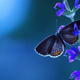 Butterfly aesthetic computer wallpaper