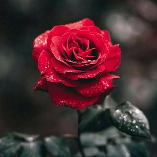 Red rose mobile wallpaper