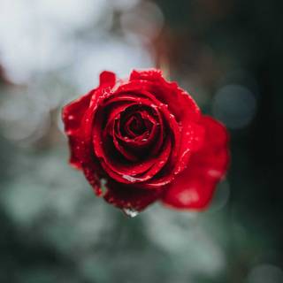 Red rose mobile wallpaper