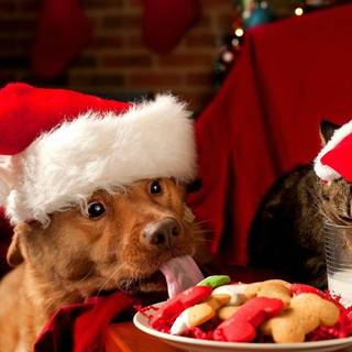 Chirstmas animals wallpaper