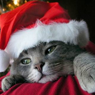 Chirstmas animals wallpaper