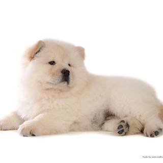 Chow Chow dog wallpaper
