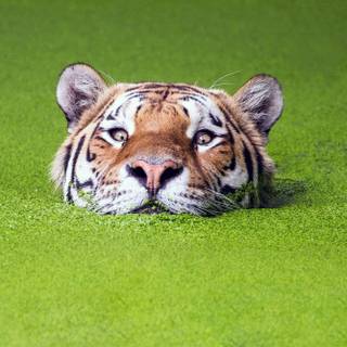 Green water wallpaper