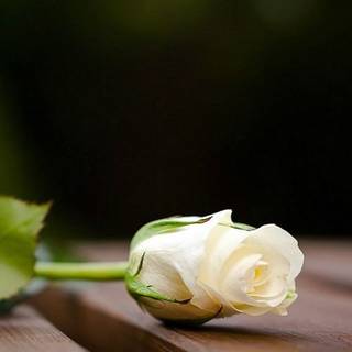 White rose iPhone wallpaper