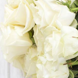 White rose iPhone wallpaper