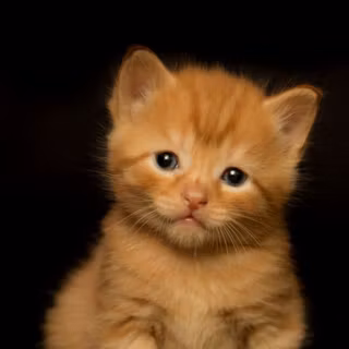 Orangey cat brown eyes wallpaper