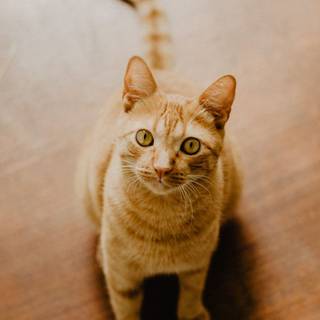 Orangey cat brown eyes wallpaper