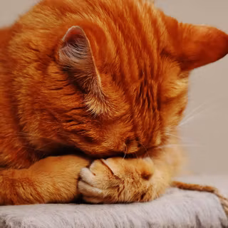 Orangey cat brown eyes wallpaper