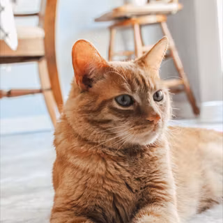 Orangey cat brown eyes wallpaper