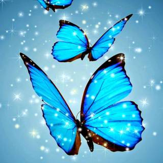 HD photo mobile wallpaper