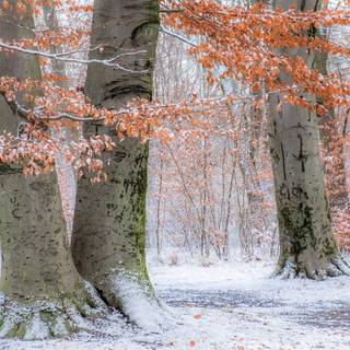 Autumn snowfall wallpaper