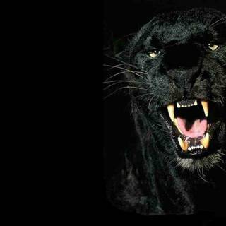 Dark animals wallpaper