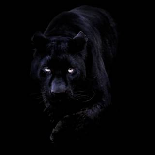Dark animals wallpaper