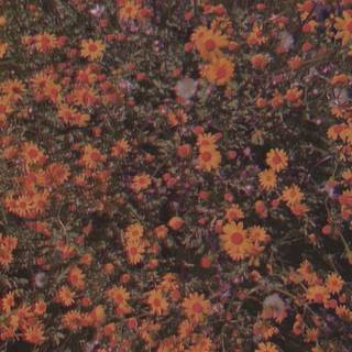 Aesthetic light brown wallpaper