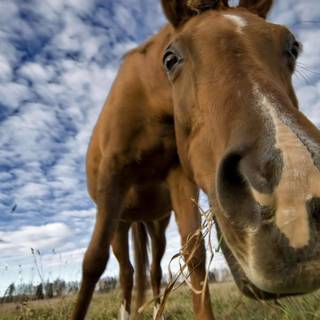 Funny horses wallpaper