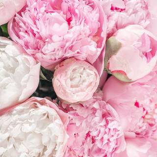 Peony flower HD mobile wallpaper