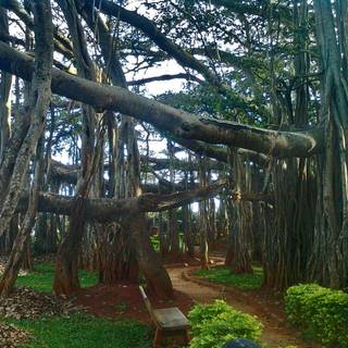 Banyan tree wallpaper
