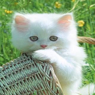 Cats and kittens wallpaper