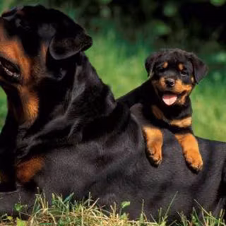 Rottweiler puppies wallpaper