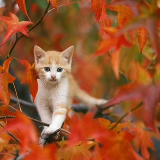 Cute fall cats wallpaper