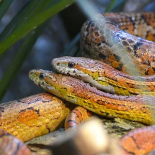 Corn snake wallpaper
