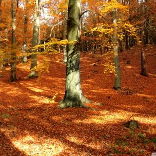 Autumn forest aesthetic desktop wallpaper