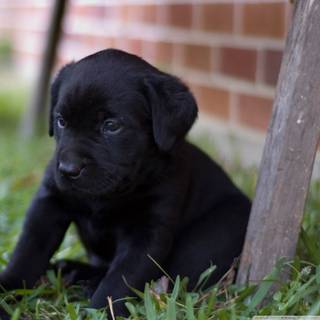 Black Lab puppies wallpaper