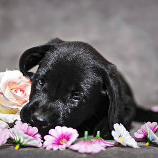 Black Lab puppies wallpaper