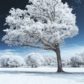 Winter mobile HD wallpaper
