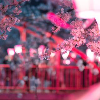Anime cherry tree Ultra HD wallpaper