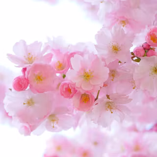 Japanese pink tree aesthetic wallpaper