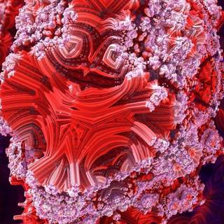 Coral pink Android wallpaper