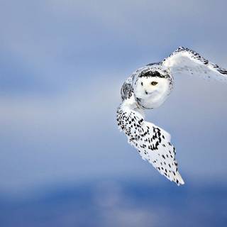 Birds flying wallpaper