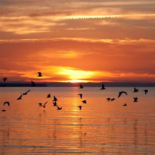 Birds flying wallpaper