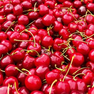 Cherry fruit wallpaper