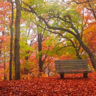 HD autumn trees wallpaper