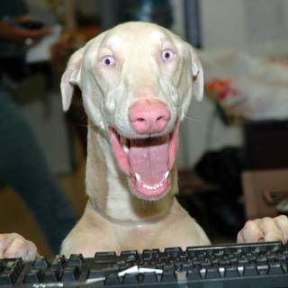 Scary dogs wallpaper