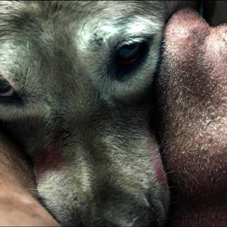 Scary dogs wallpaper