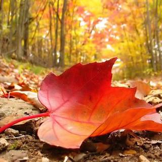 Falling leaves autumn wallpaper